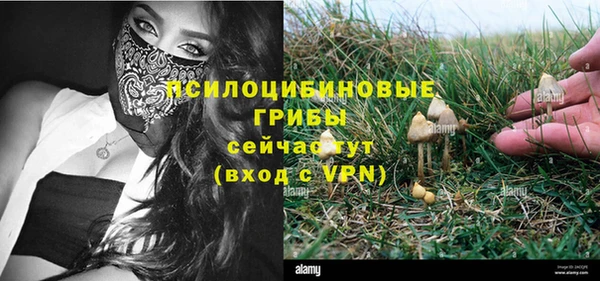 прущие грибы Абаза